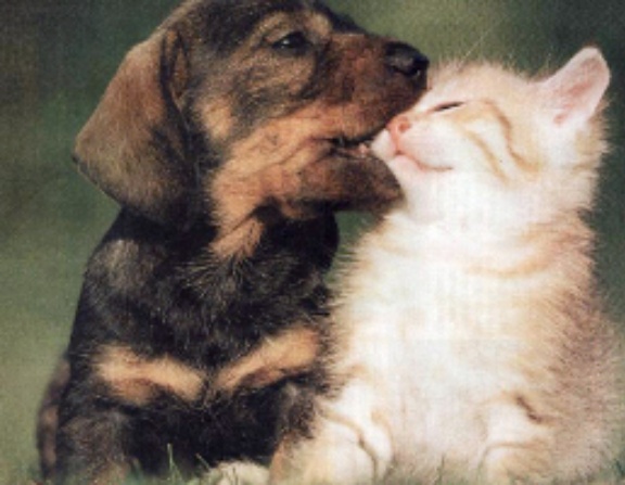 Fido e micio Fido e micio